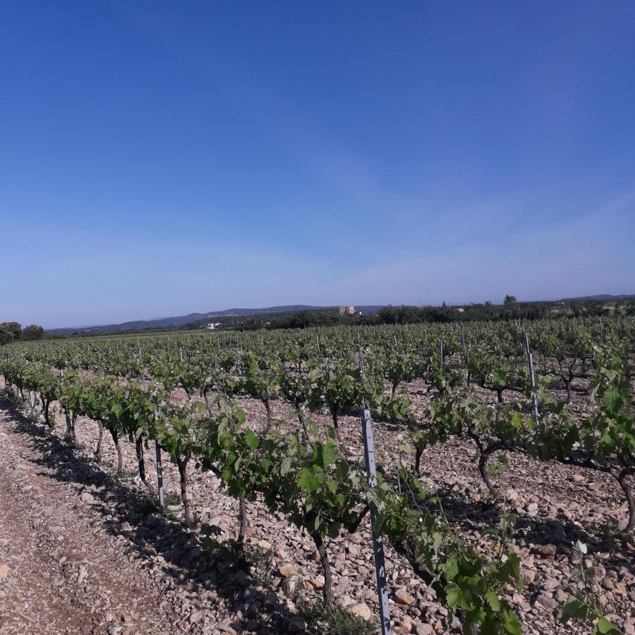 Vents D'Anges Acomodação com café da manhã Sainte-Cécile-les-Vignes Exterior foto